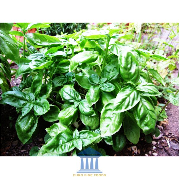 Basil-Basilico-Ocimum_basilicum-albahaca - Fresh Greek Basil