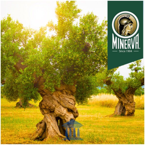 Minerva Horio Olive Tree at Euro Fine Foods